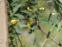 Image of Snowy-bellied Hummingbird