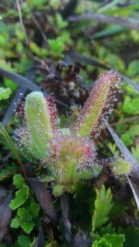 Image of Drosera hilaris Cham. & Schlechtd.