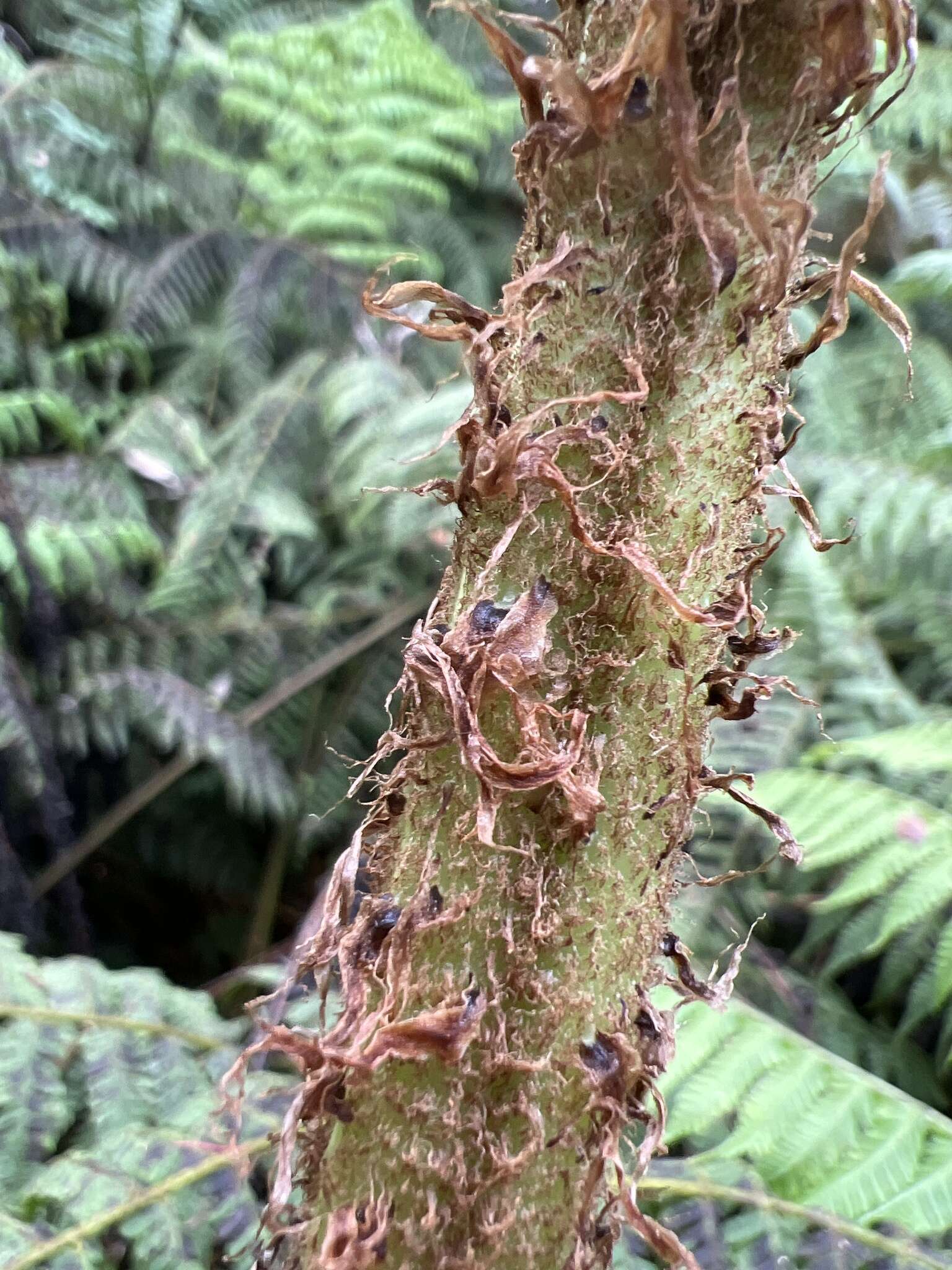 Plancia ëd Dryopteris unidentata var. paleacea (Hillebr.) Fraser-Jenk.