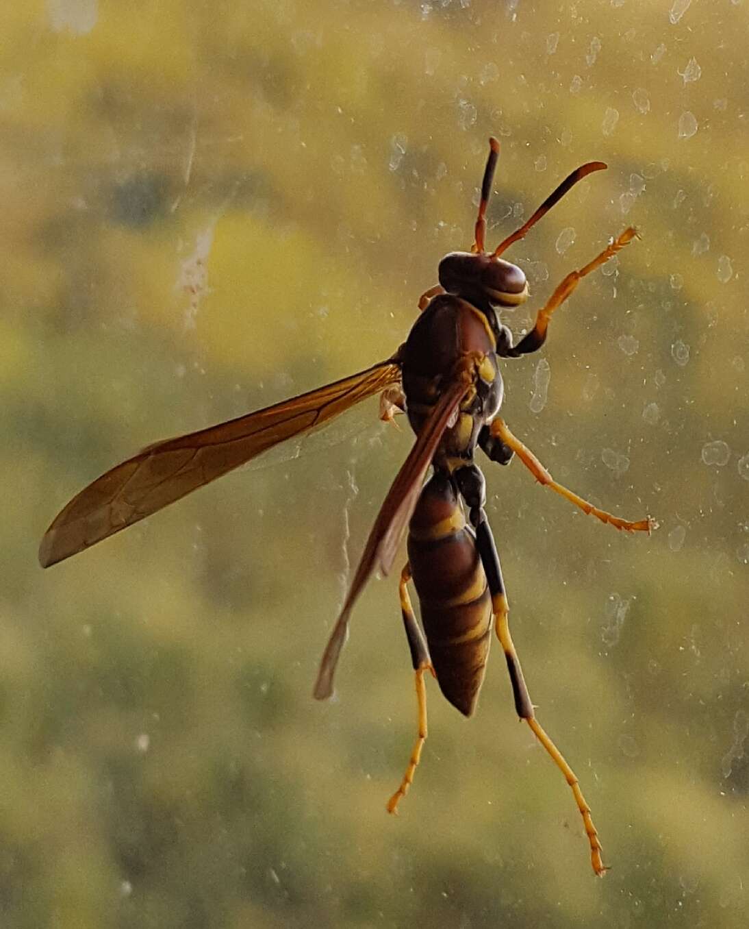 Image of Polistes instabilis de Saussure 1853