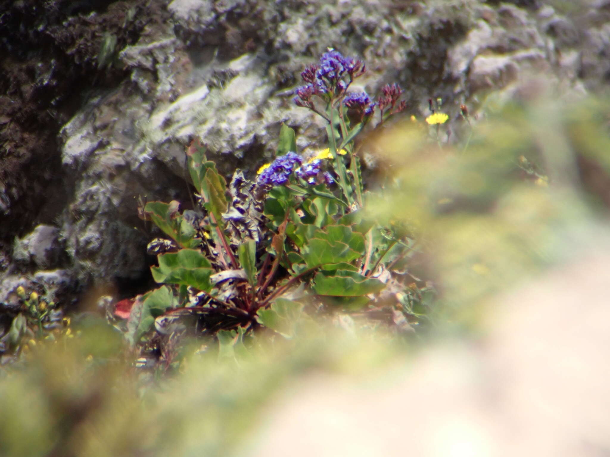 Image of Limonium macropterum (Webb & Berth.) O. Ktze.