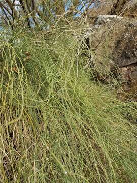 Image of Ephedra foeminea Forssk.