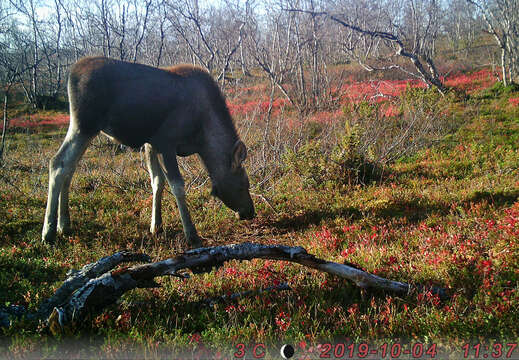 Image of Elk