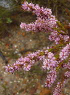 Image of Erica rosacea subsp. rosacea