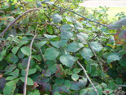 صورة Rubus bartonii Newton