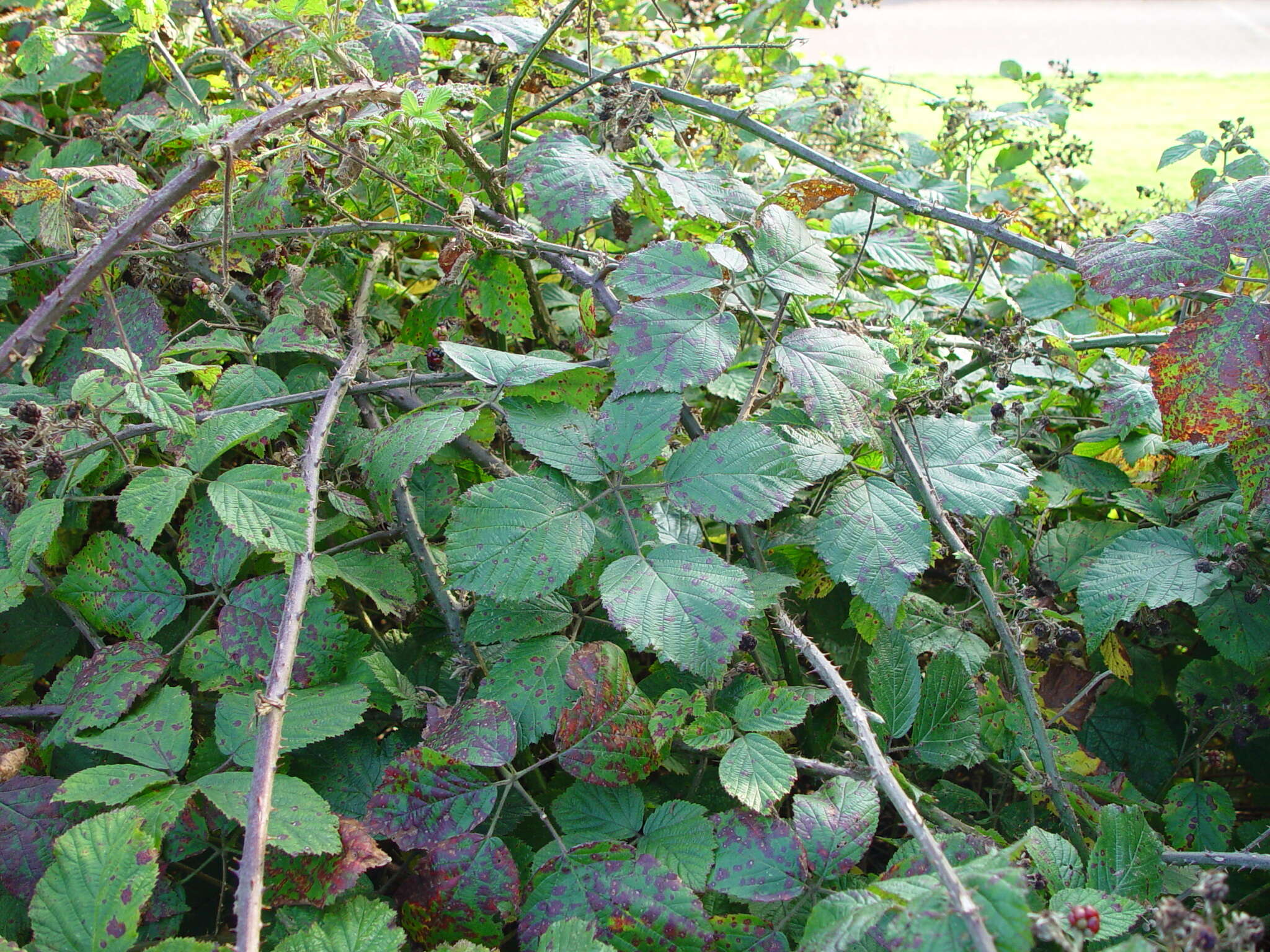 صورة Rubus bartonii Newton