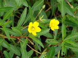 Слика од Ludwigia peploides subsp. glabrescens (Kuntze) Raven