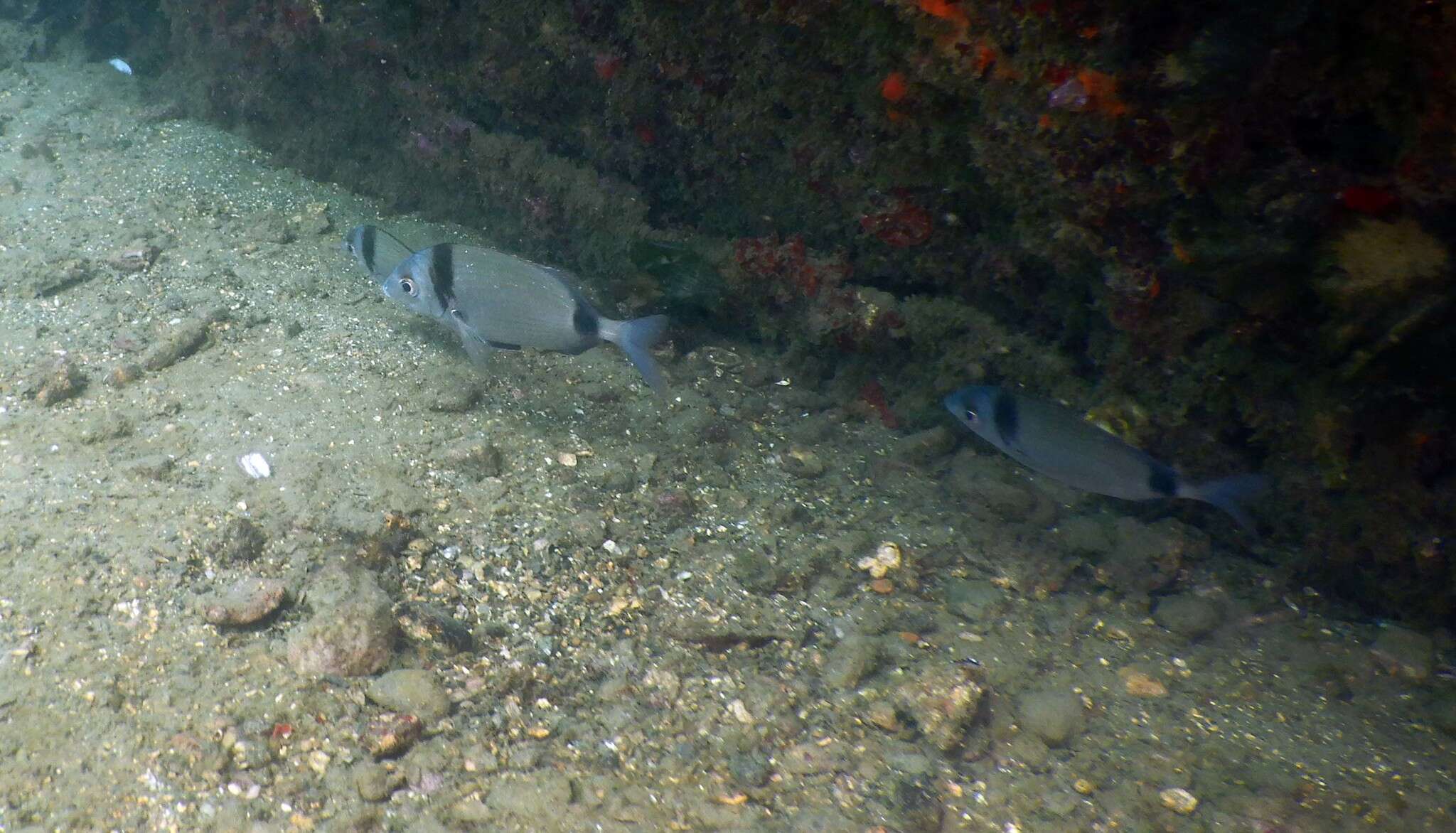 Image of Blacktail Bream