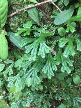 Selaginella doederleinii Hieron.的圖片