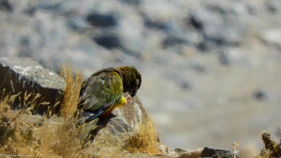 صورة Cyanoliseus patagonus bloxami Olson 1995