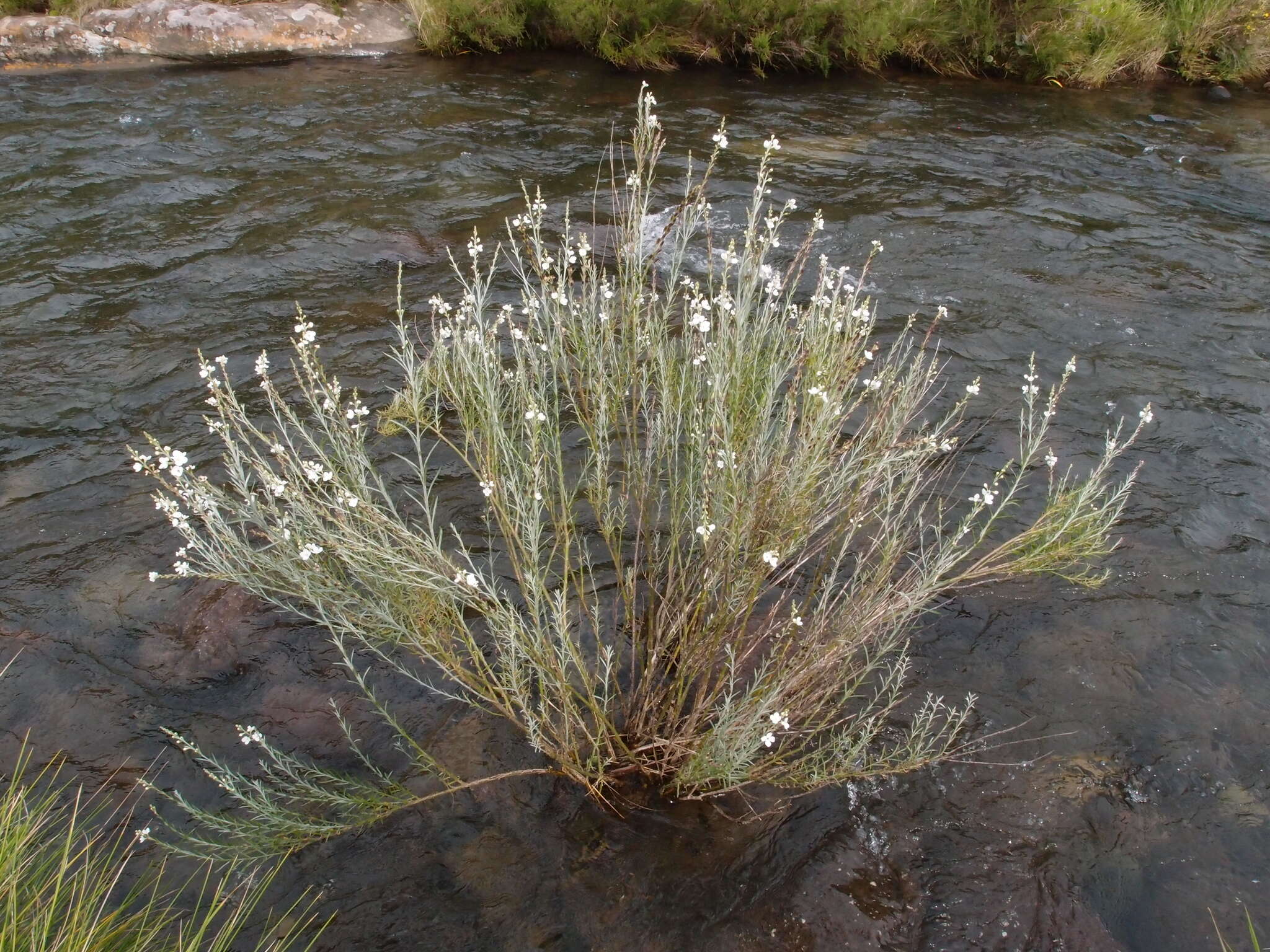 Image of Buddleja virgata L. fil.