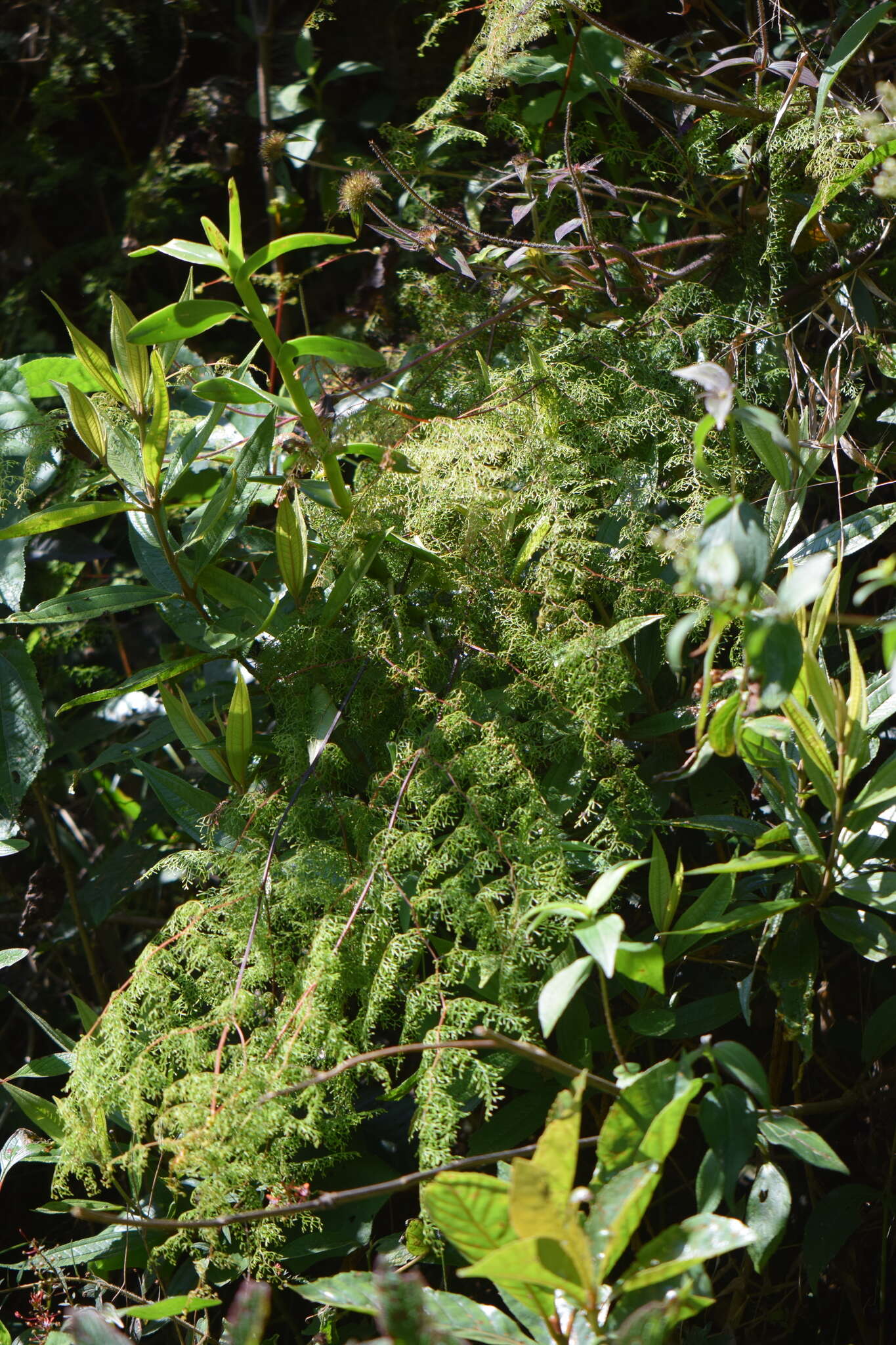 Image de Odontosoria schlechtendalii (Presl) C. Chr.