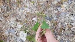 Image of heartleaf morning-glory