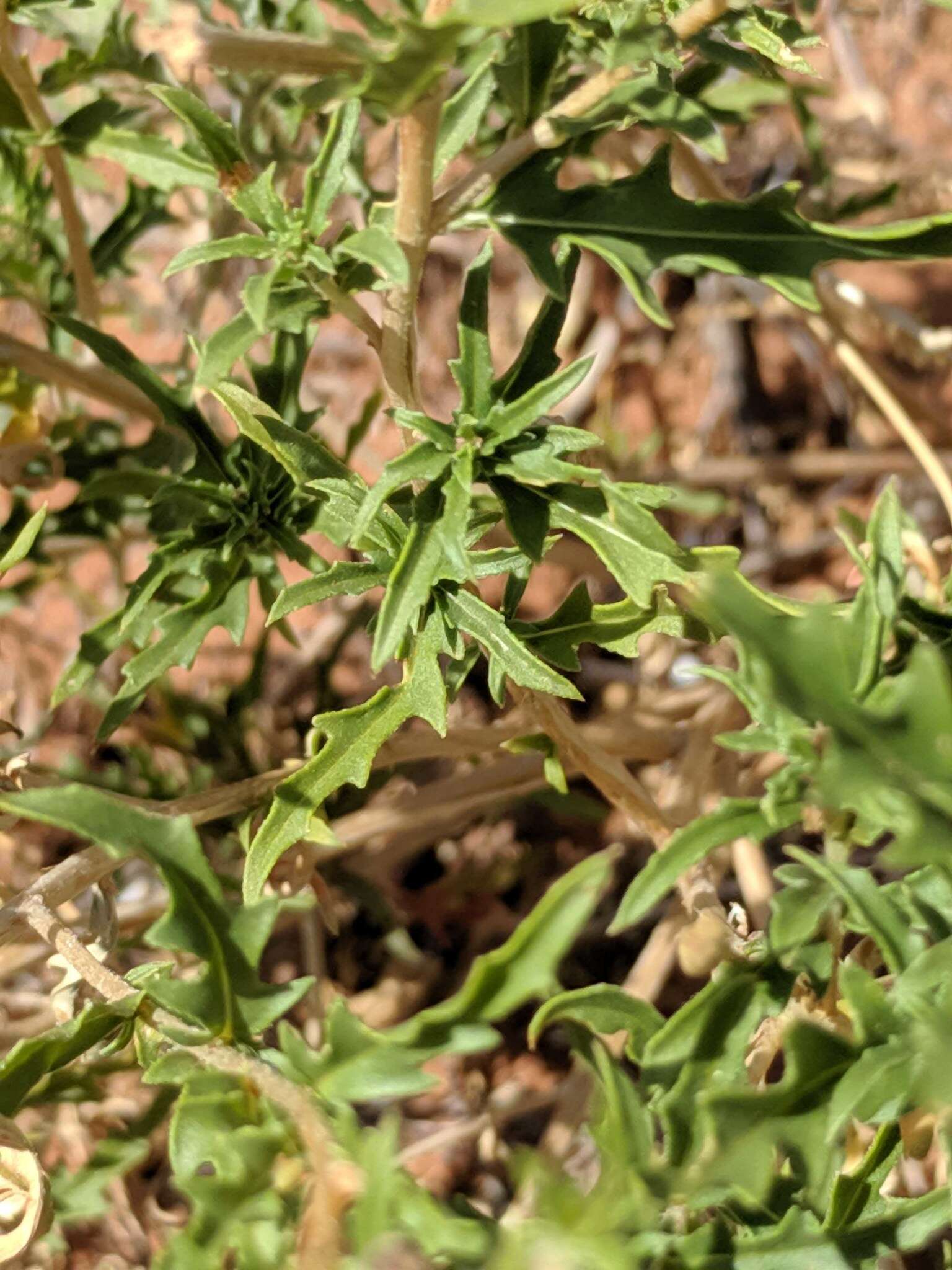 Слика од Oenothera pallida subsp. runcinata (Engelm.) Munz & W. Klein