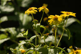 Image of shrubland nehe