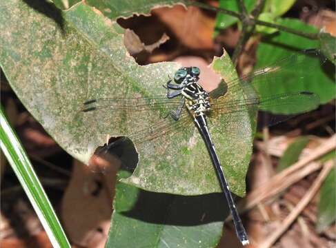 Imagem de Leptogomphus hongkongensis Asahina 1988