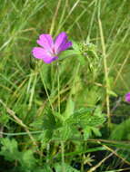 Imagem de Geranium palustre L.