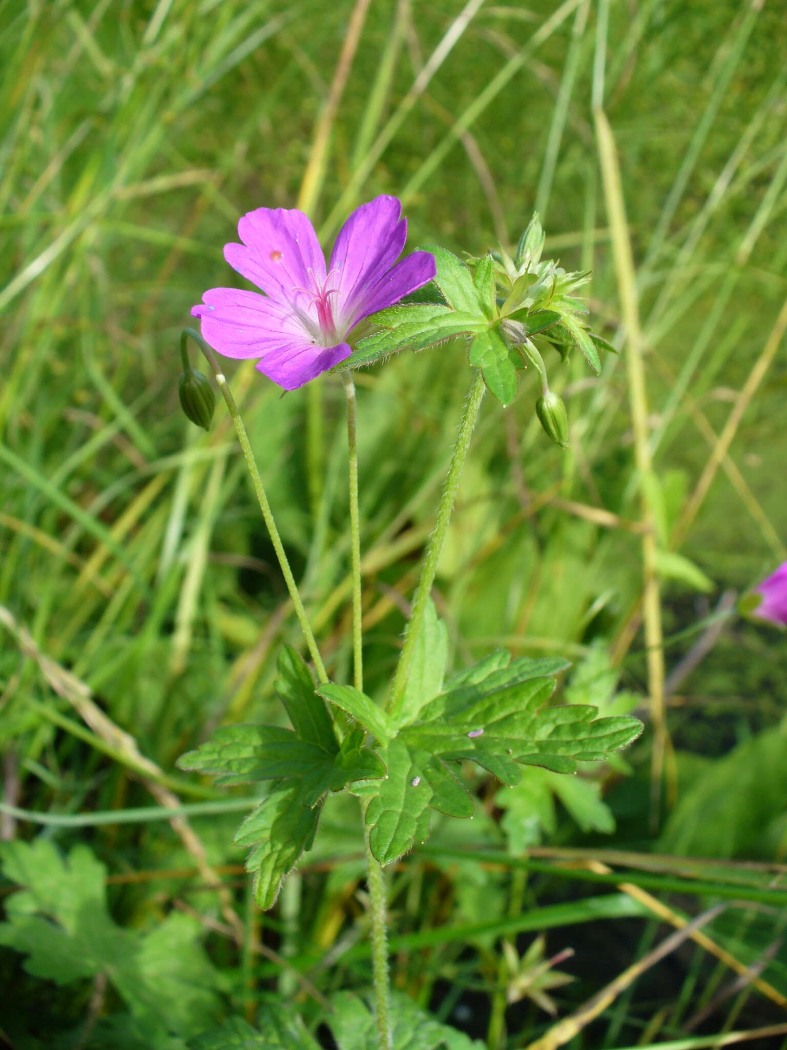 Imagem de Geranium palustre L.