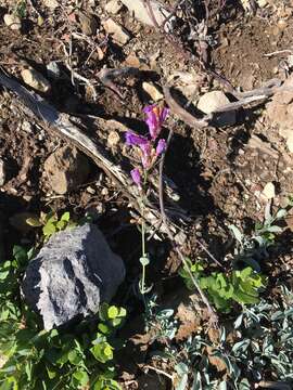 Image of azure penstemon