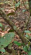 Image of Keeled Rat Snake