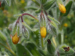 Image of Onosma graecum Boiss.