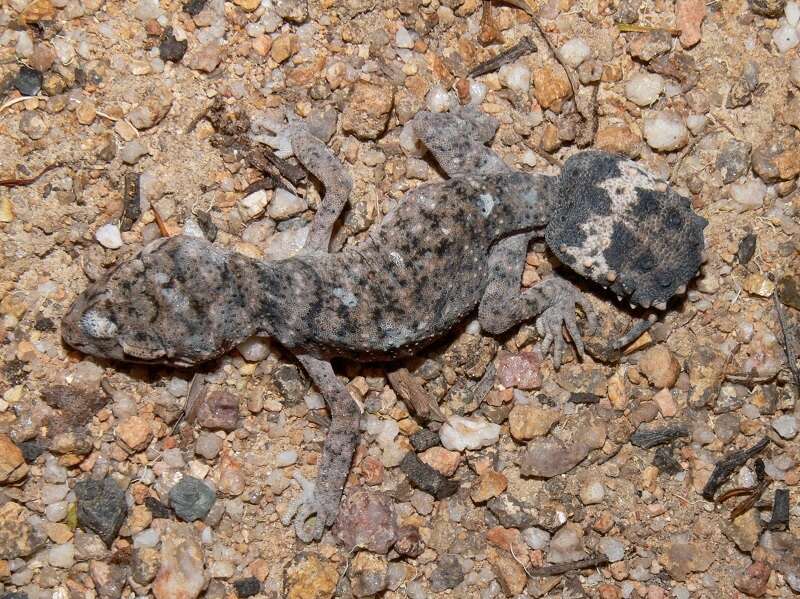 Image of Border Thick-tailed Gecko