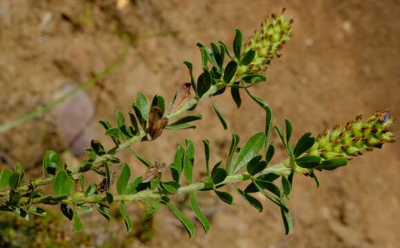 Image of Otholobium spicatum (L.) C. H. Stirt.