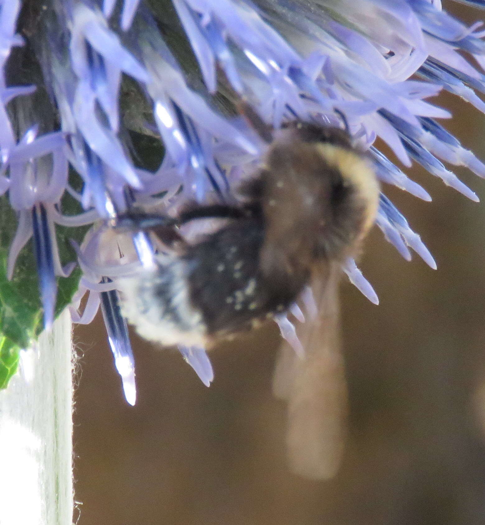 Слика од Bombus occidentalis Greene 1858