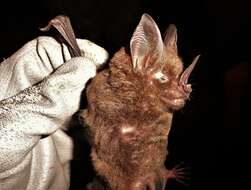 Image of lesser spear-nosed bat
