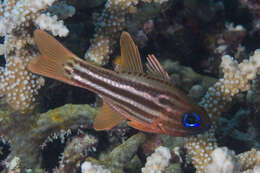 Image of Blue-eye cardinalfish