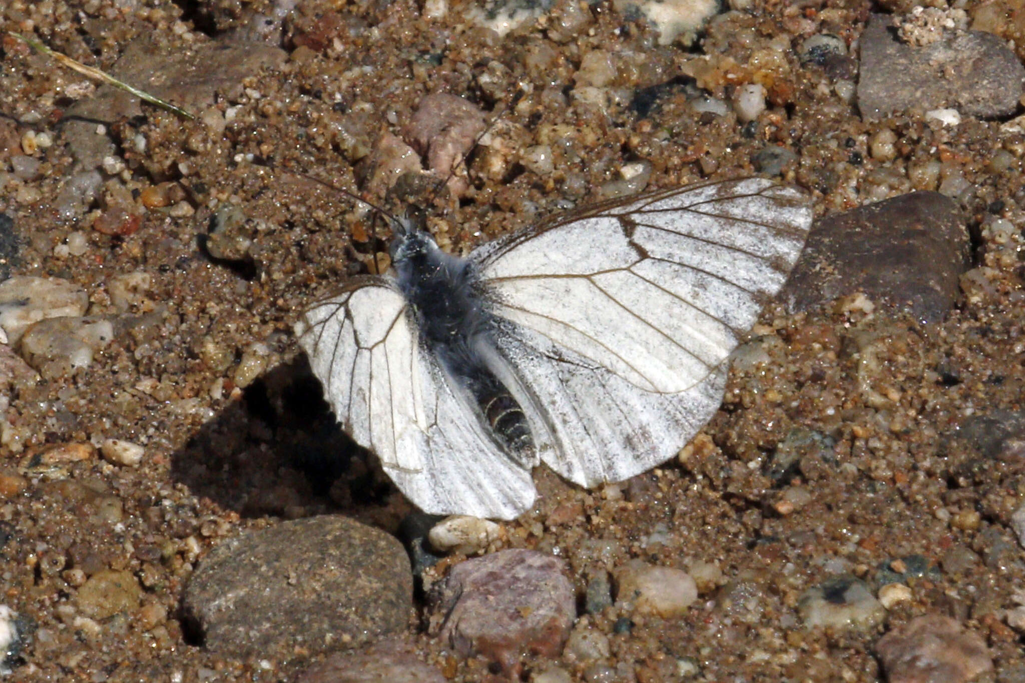 Image of Spring White