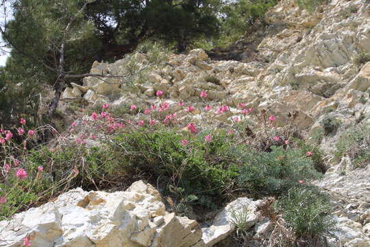 Image of Onobrychis arenaria (Kit.) DC.