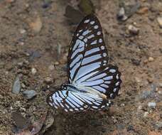 Image of Great Zebra Butterfly