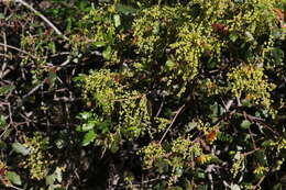 Слика од Quercus berberidifolia Liebm.