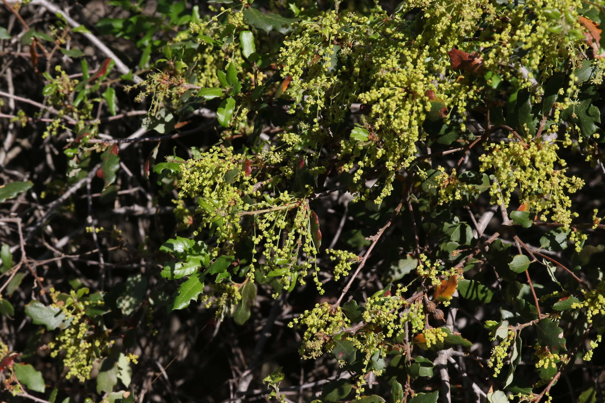 Слика од Quercus berberidifolia Liebm.