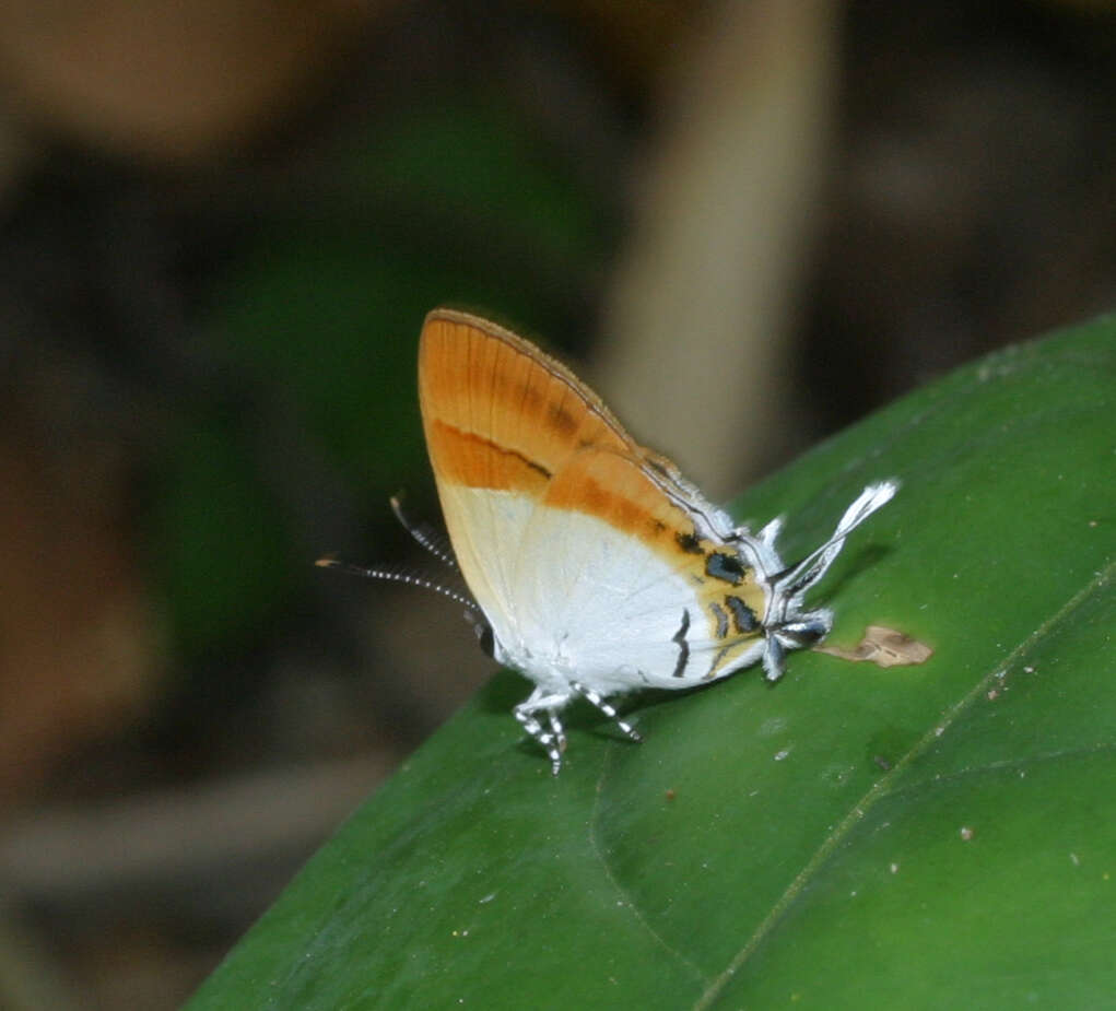 Image of Sithon nedymond ismarus Fruhstorfer (1912)