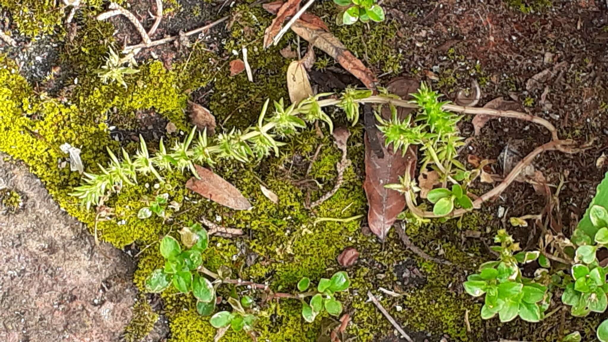 Crassula campestris (Eckl. & Zeyh.) Endl. ex Walp. resmi