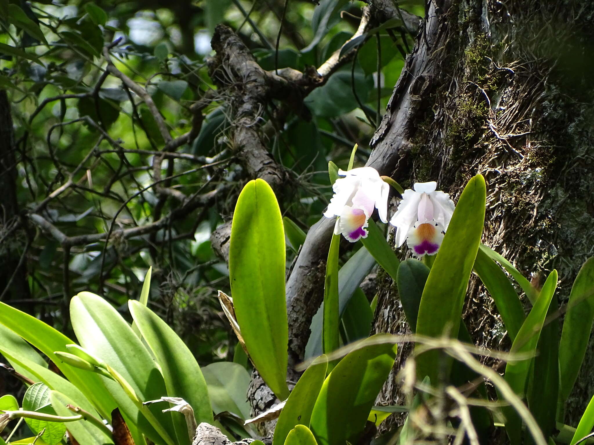 Imagem de Cattleya quadricolor B. S. Williams