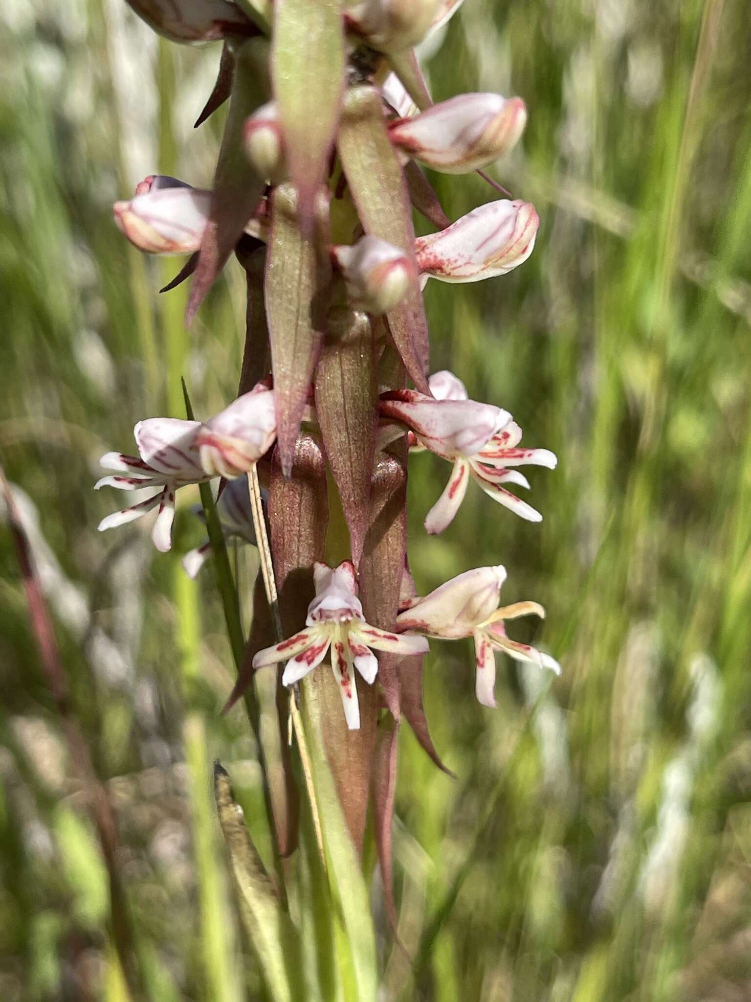 Image of Satyrium cristatum var. cristatum