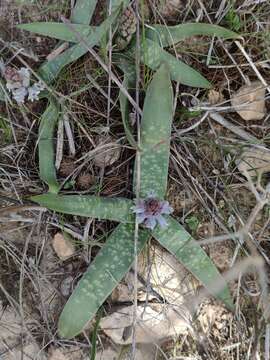 Image of Bellevalia desertorum Eig & Feinbrun