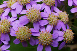 Image of Pericallis malvifolia (L'Hér.) B. Nord.