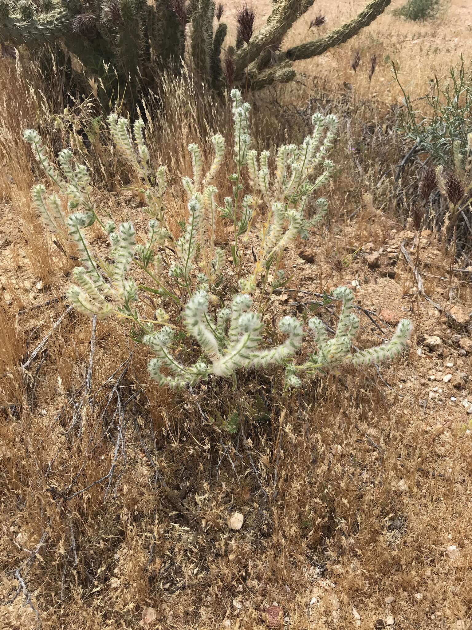 Image of Cryptantha barbigera var. barbigera