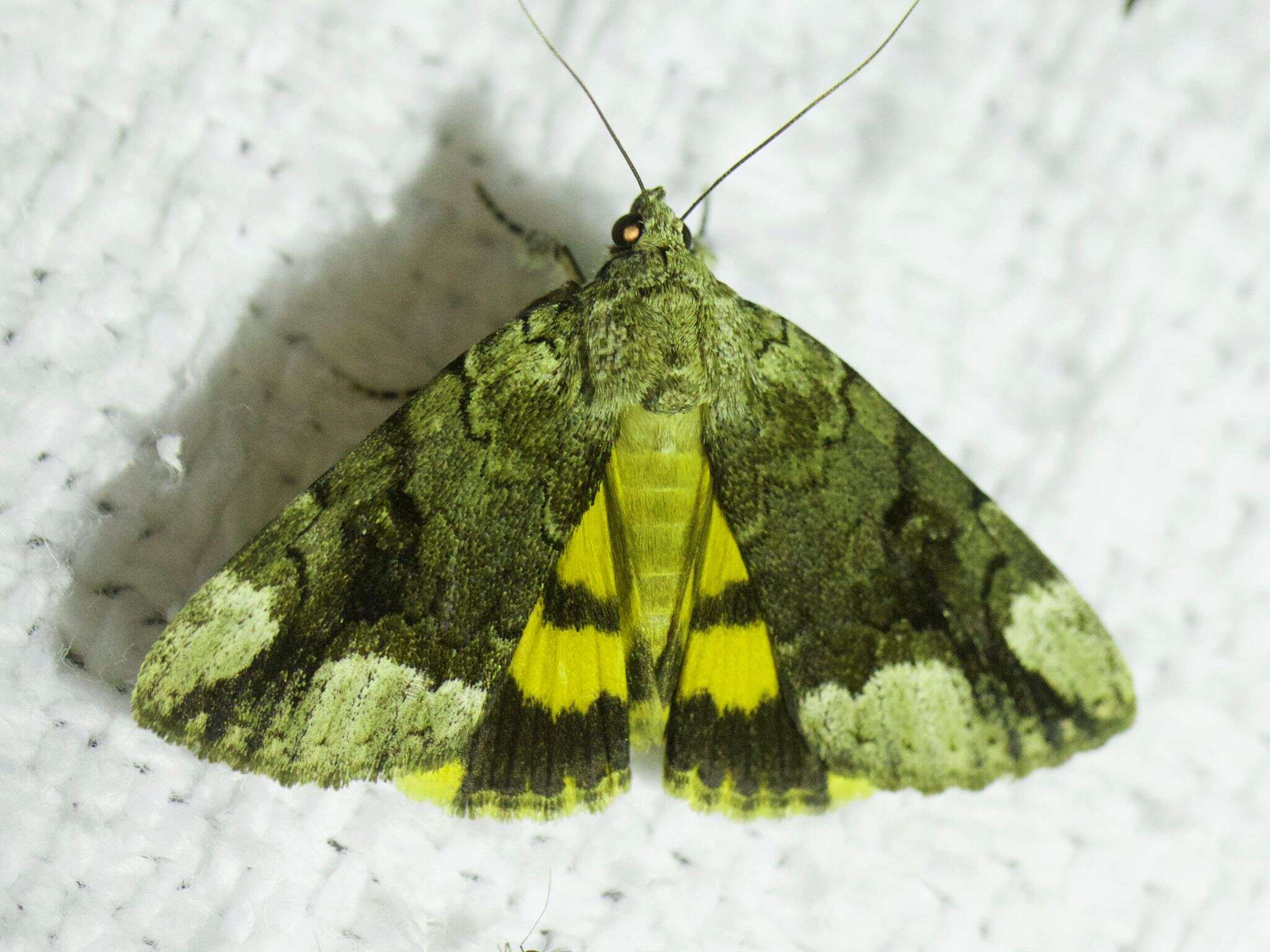 Image of Little Nymph Underwing