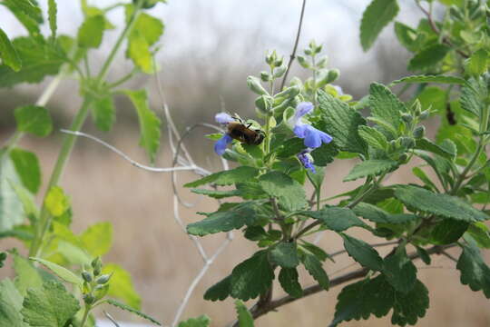 Image of Mexican Honey Wasp