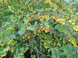 Imagem de Berberis heteropoda Schrenk