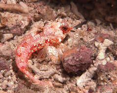 Image of Morrison's dragonet