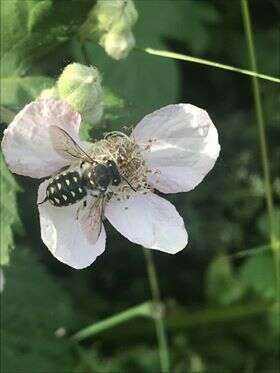 Image of Anthidium maculosum Cresson 1878