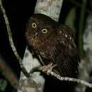 Image of Mayotte Scops Owl