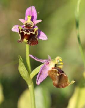 Image of Ophrys fuciflora subsp. apulica O. Danesch & E. Danesch