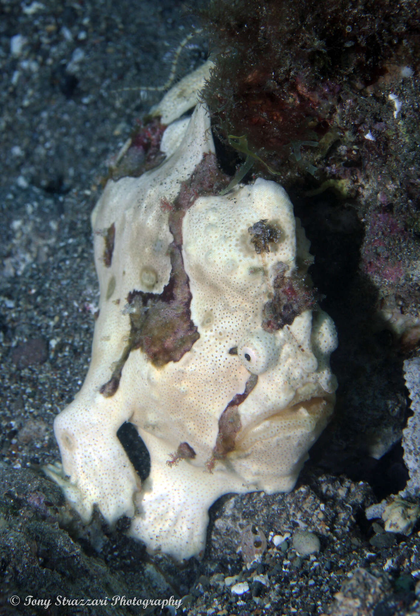 Image of Painted frogfish